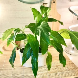 Large healthy flowering peace lily with ceramic pot - Image 3