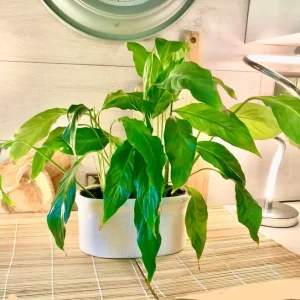 Large healthy flowering peace lily with ceramic pot - Image 4