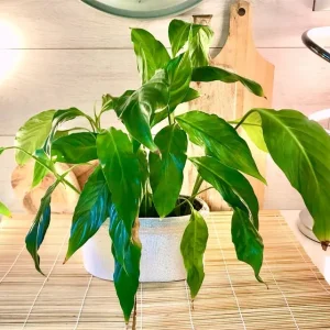 Large healthy flowering peace lily with ceramic pot - Image 6