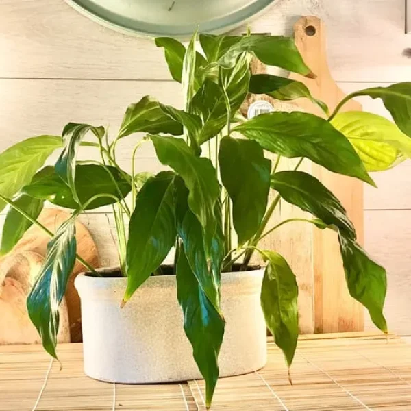 Large healthy flowering peace lily with ceramic pot