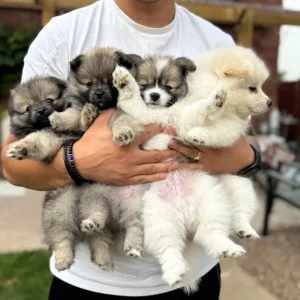 Pomeranian puppies 🐶 - Image 2