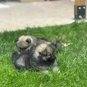 Pomeranian puppies 🐶 - Image 3