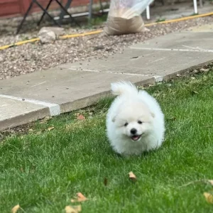 Pomeranian puppies 🐶 - Image 5