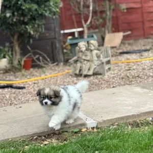 Pomeranian puppies 🐶 - Image 6