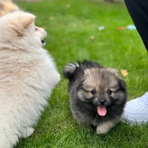 Pomeranian puppies 🐶 - Image 7