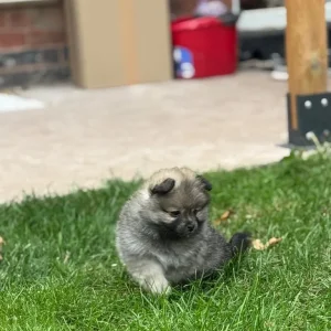 Pomeranian puppies 🐶 - Image 8