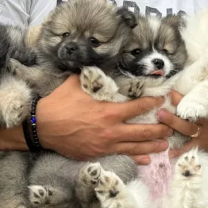 Pomeranian puppies 🐶