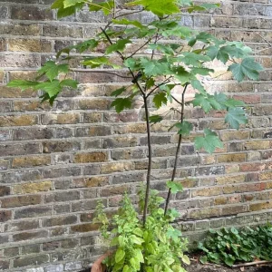 Sycamore Maple Tree with Lemon Balm in Clay Planter 6 ft / 30 Litre - Image 3