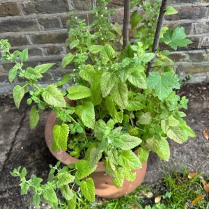 Sycamore Maple Tree with Lemon Balm in Clay Planter 6 ft / 30 Litre - Image 4