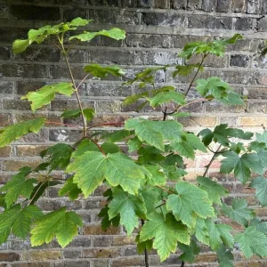 Sycamore Maple Tree with Lemon Balm in Clay Planter 6 ft / 30 Litre - Image 5