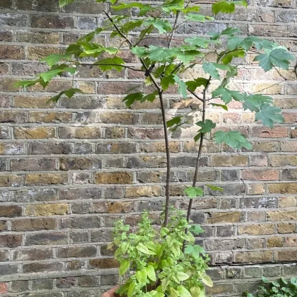 Sycamore Maple Tree with Lemon Balm in Clay Planter 6 ft / 30 Litre