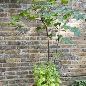 Sycamore Maple Tree with Lemon Balm in Clay Planter 6 ft / 30 Litre