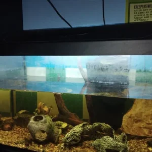 Fish tank
