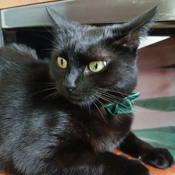 Tiny sweet shorthair british cat (reserved)
