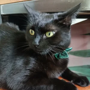 Tiny sweet shorthair british cat (reserved)