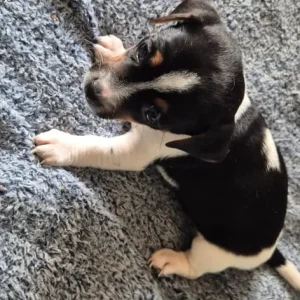 Jack russell pups - Image 2