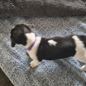 Jack russell pups - Image 3