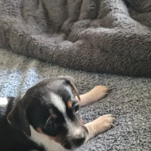 Jack russell pups - Image 4