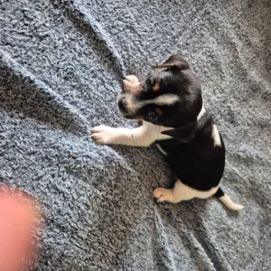 Jack russell pups - Image 5
