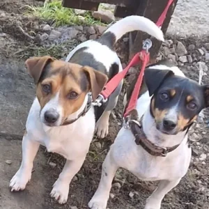 Jack russell pups - Image 6