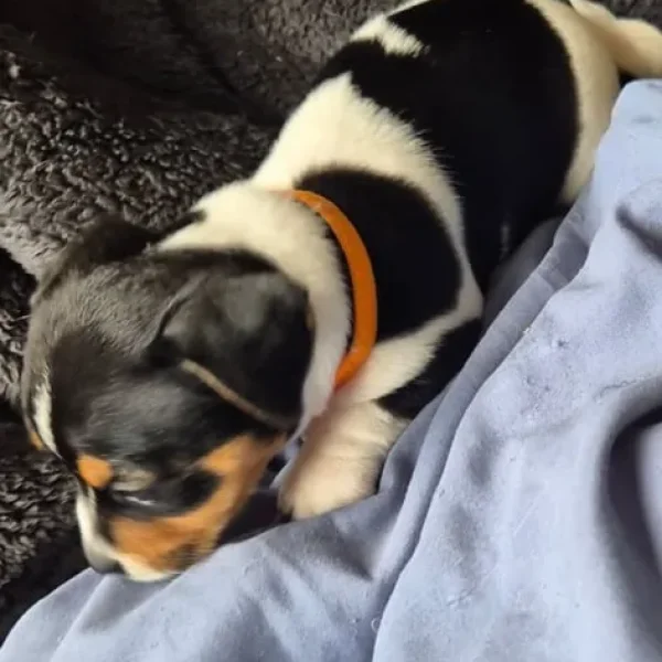 Jack russell pups