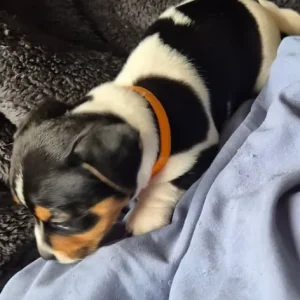 Jack russell pups