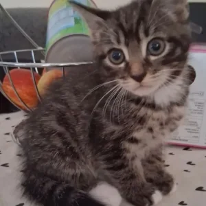 2 x 9-week-old kittens - Image 2