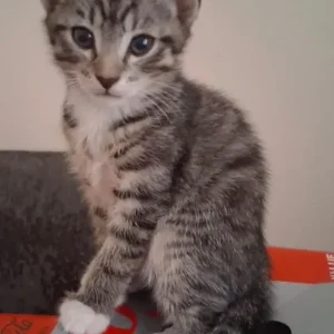 2 x 9-week-old kittens - Image 3