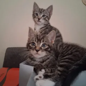 2 x 9-week-old kittens - Image 4