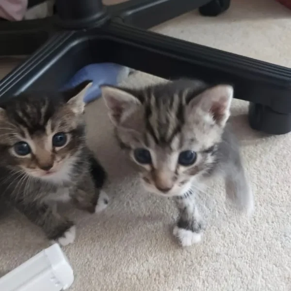 2 x 9-week-old kittens