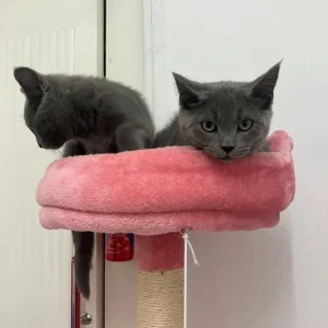 Russian blue kittens boy and girl - Image 2