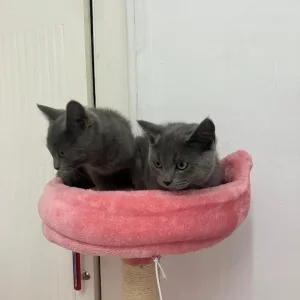 Russian blue kittens boy and girl - Image 3