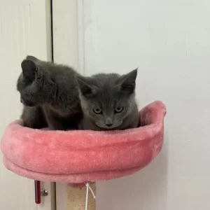 Russian blue kittens boy and girl - Image 4