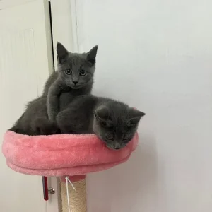 Russian blue kittens boy and girl - Image 5