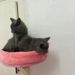 Russian blue kittens boy and girl - Image 6