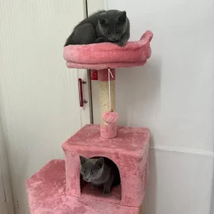 Russian blue kittens boy and girl - Image 7