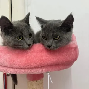 Russian blue kittens boy and girl - Image 8