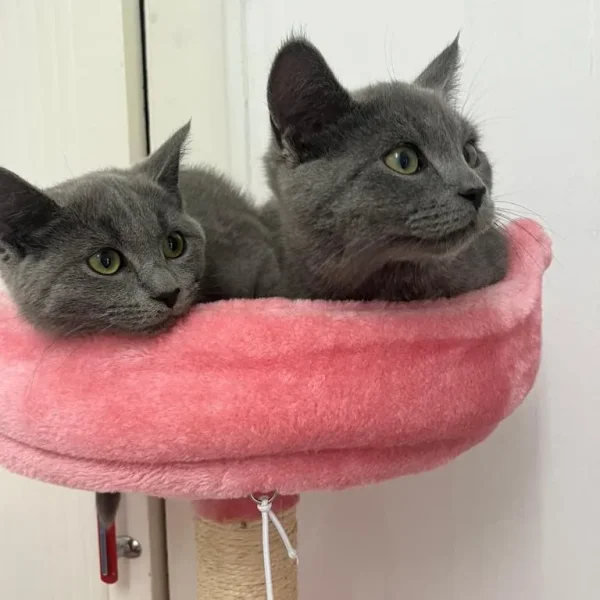 Russian blue kittens boy and girl