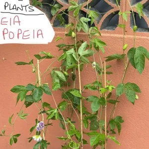 Passion Flower Plant – Passiflora Incarnata ‘Cool Tropics Eia Popeia’ - Image 3