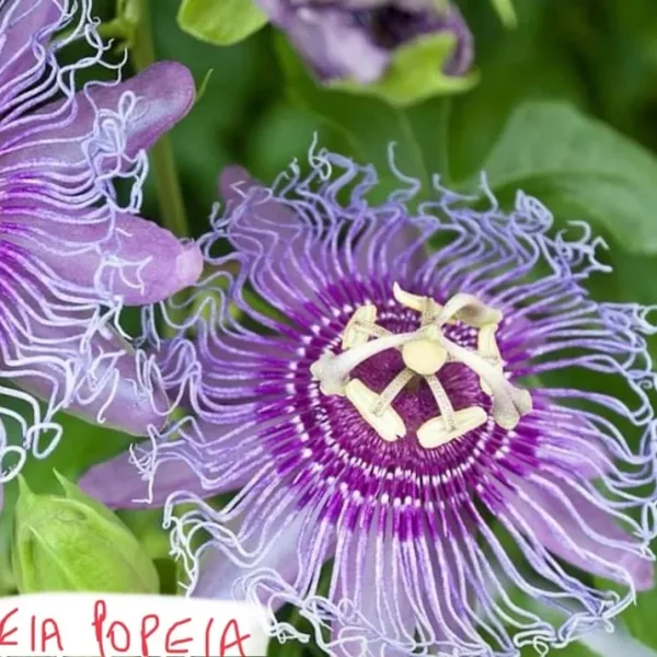 Passion Flower Plant – Passiflora Incarnata ‘Cool Tropics Eia Popeia’