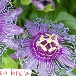 Passion Flower Plant – Passiflora Incarnata ‘Cool Tropics Eia Popeia’