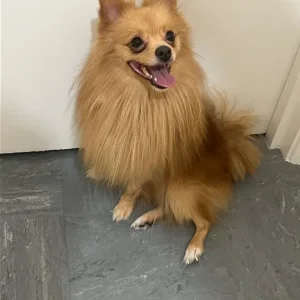Pomeranian pup - Image 2