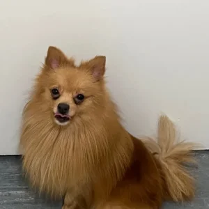 Pomeranian pup - Image 3