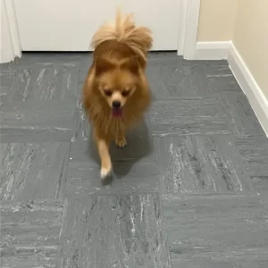 Pomeranian pup - Image 4