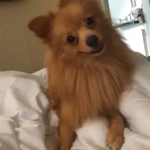 Pomeranian pup - Image 5