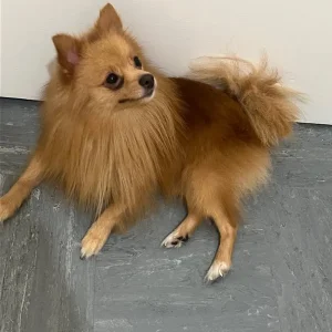 Pomeranian pup