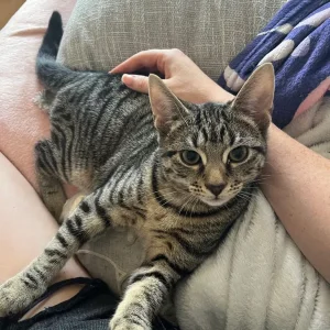 Tabby male kitten - Image 2