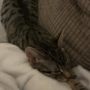 Tabby male kitten - Image 3