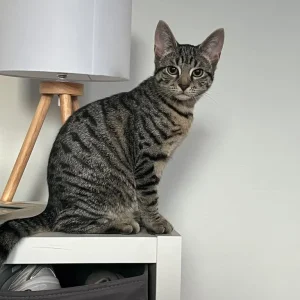 Tabby male kitten - Image 4