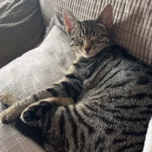 Tabby male kitten